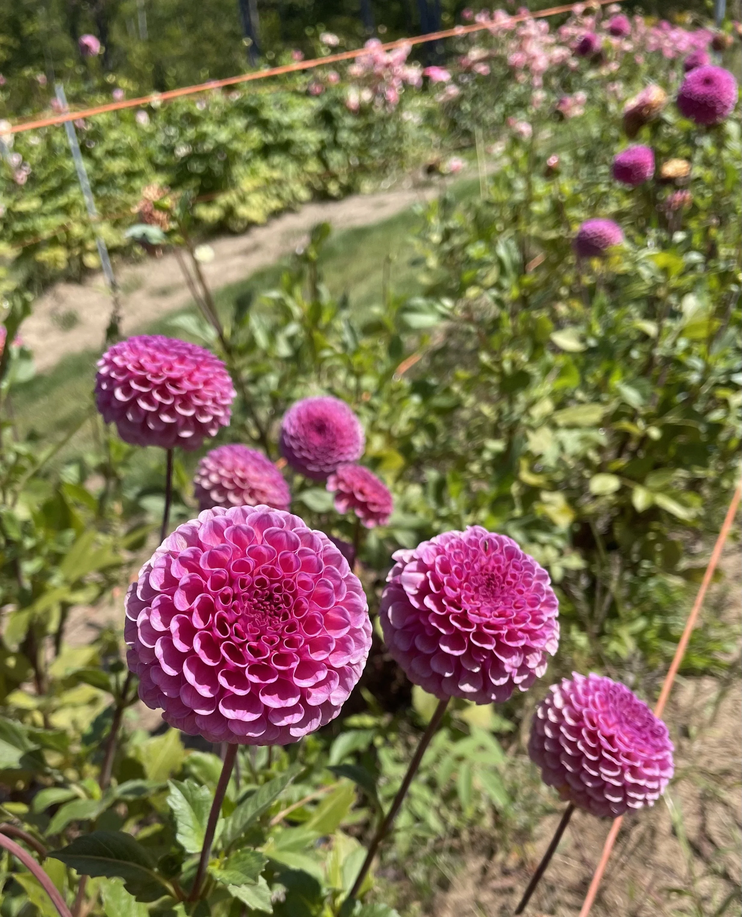 Koko Puff — White Barn Flower Company
